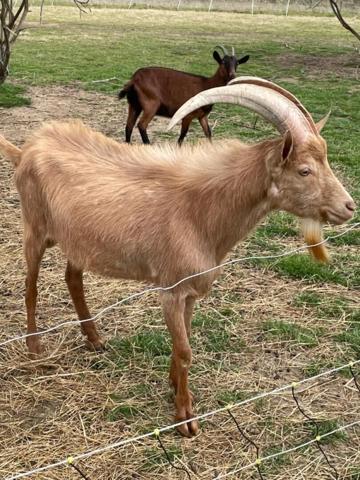 SUD GIRONDE - EXPLOITATION CAPRINE, ELEVAGE CHEVRE ET PRODUCTION DE PRODUITS