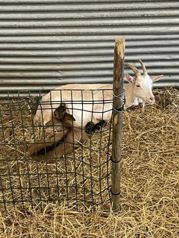SUD GIRONDE - EXPLOITATION CAPRINE, ELEVAGE CHEVRE ET PRODUCTION DE PRODUITS