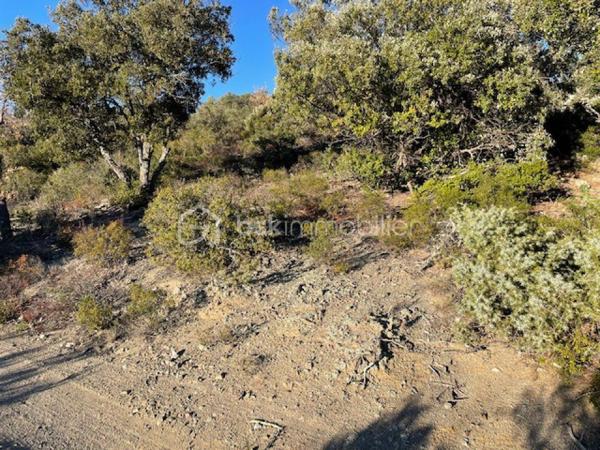 Terrain agricole de 6 500 m²