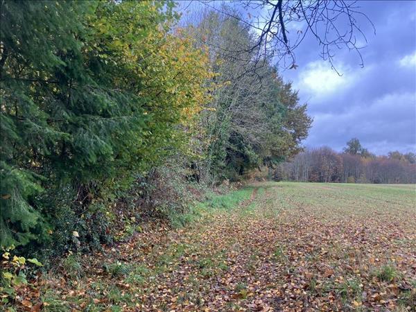 Terrain à vendre |  Saint-Martin-Terressus |  93561 m²