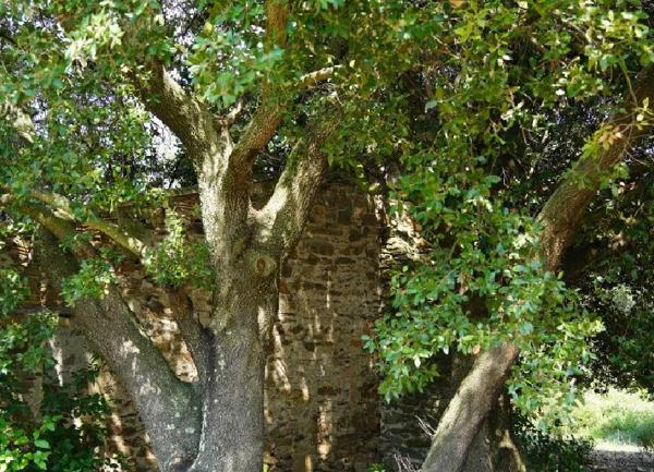 Maison à vendre    1 pièce •  Tuchan