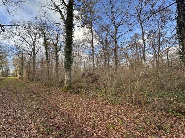 Terrain à vendre |  Fontaines-en-Sologne |  119780 m²