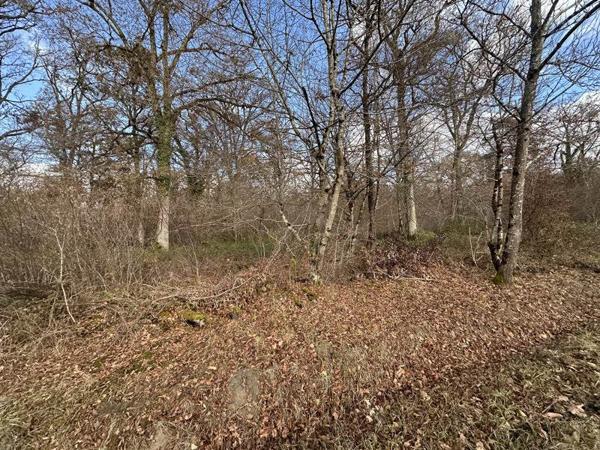 Terrain à vendre |  Fontaines-en-Sologne |  119780 m²