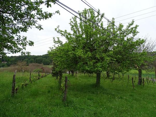 Terrain Aubas 10 164 m2