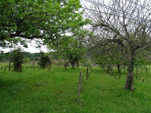 Terrain Aubas 10 164 m2