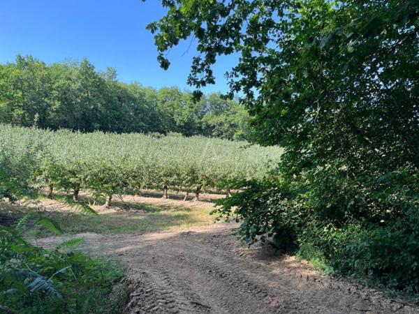 Achat vente Maison et terrain Puycornet