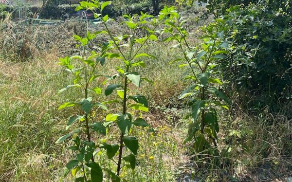 Terrain à vendre |  Le Teich |  1030 m²