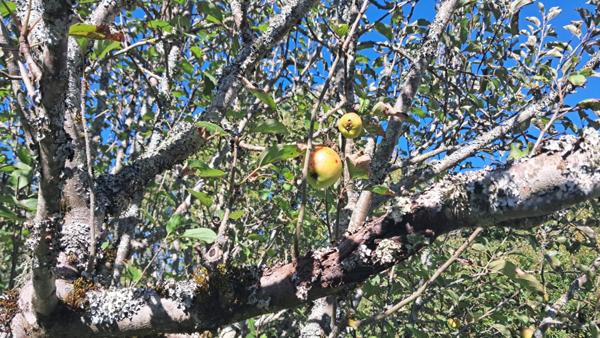 Maison en pierres à vendre 4 pièces GRAMAT (46) sur 9.395m² de terrain