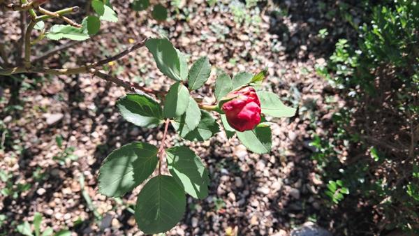 Maison en pierres à vendre 4 pièces GRAMAT (46) sur 9.395m² de terrain