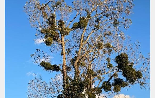 Vente Terrain Feillens   