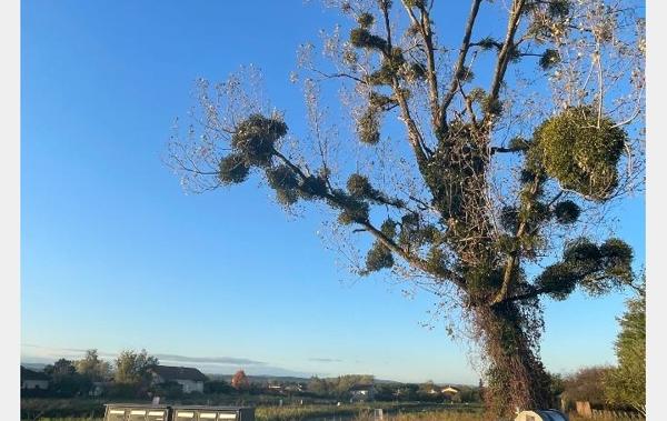 Vente Terrain Feillens   