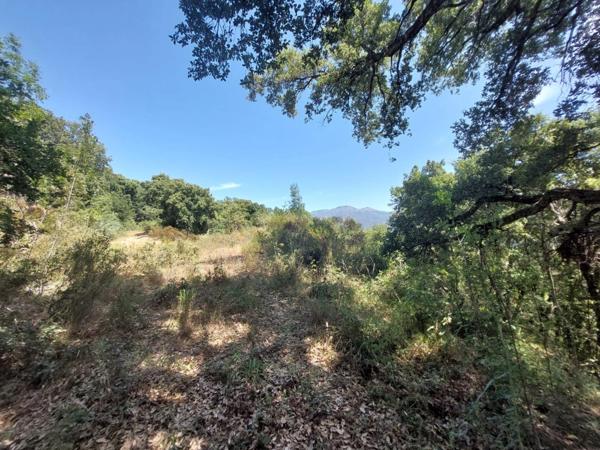 Terrain de loisirs de 2366 m2 à RIVENTOSA (HAUTE CORSE)