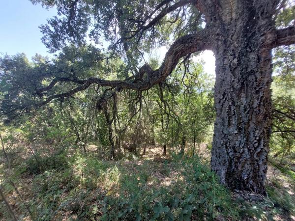 Terrain de loisirs de 2366 m2 à RIVENTOSA (HAUTE CORSE)