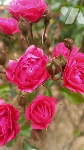 Lorrez-le-Bocage, maison à rafraichir de 141 m², 6  pièces, garage, chaufferie,  1200 m² de jardin.