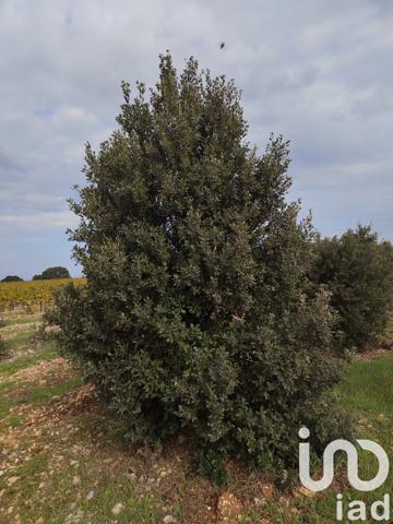 Terrain à vendre 5 708 m² Sainte-Cécile-les-Vignes