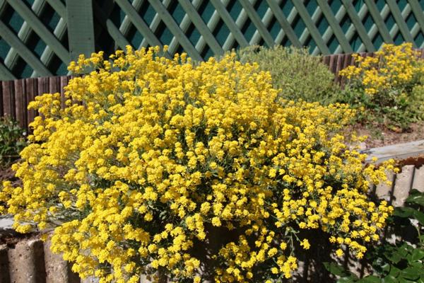 Dpt Yvelines (78), à vendre VERSAILLES maison P10 de 231,1 m² - Terrain de 906,00 m²