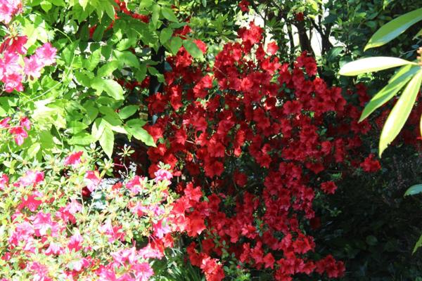 Dpt Yvelines (78), à vendre VERSAILLES maison P10 de 231,1 m² - Terrain de 906,00 m²