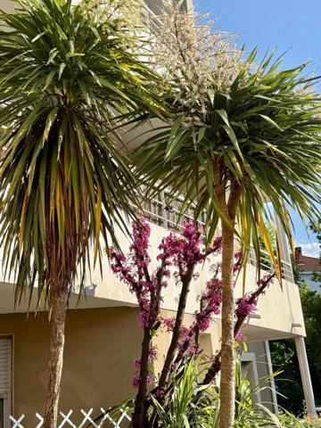 Appartement à vendre 2 pièces CARCASSONNE (11) 46m2 avec balcon place parking résidence piscine