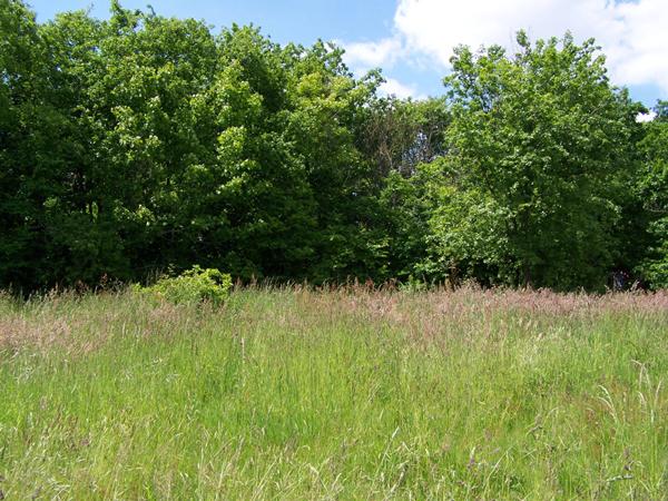 Terrain Bellevigne Les Chateaux 609 m2
