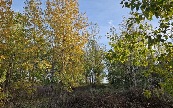 Terrain à vendre    Marsillargues