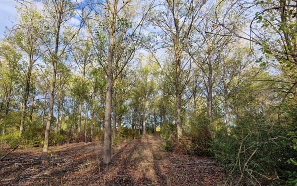 Terrain à vendre    Marsillargues
