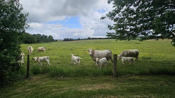Maison à vendre à Buchy en Seine-Maritime (76750), ref : 016/2775AM