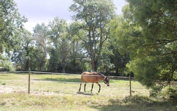 Vente Propriété équestre Fleurance   