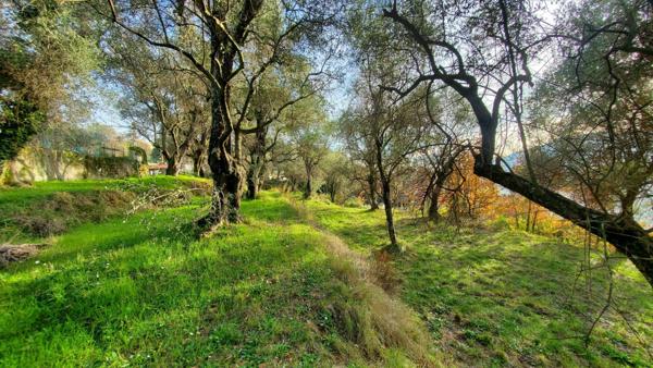 Terrain à vendre    Contes