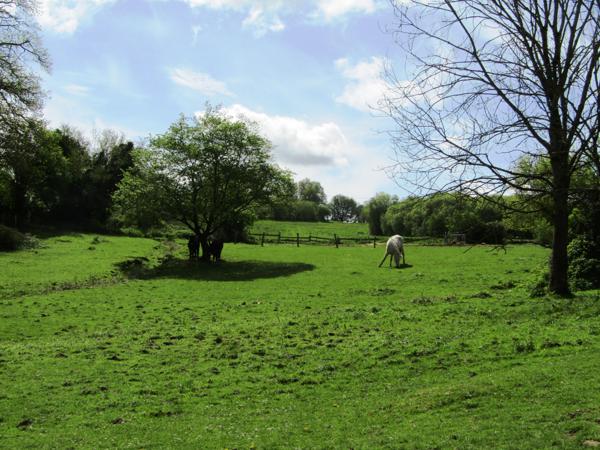 Maison à vendre à Vimartin-sur-Orthe (53160) - Mayenne