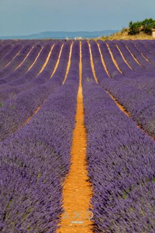 VALENSOLE - TERRAIN CONSTRUCTIBLE - 1000 M² - PISCINABLE - NON VIABILISÉ - SUD-EST