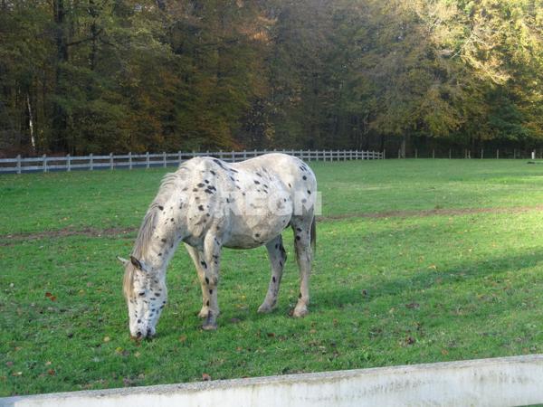 Fougères (35300) Maison de prestige en forêt