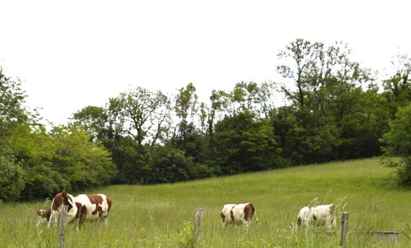 À vendre - Ancien corps de ferme avec 1 hectare de terrain -  Louvenne / Val Suran