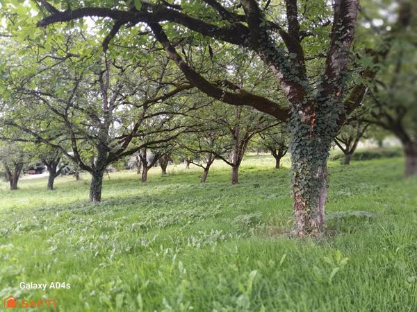 Terrain en partie contructible arboré de noyers