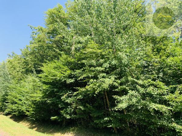 Terrain