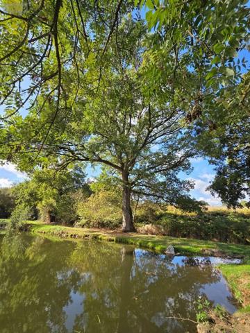 Achat - Terrain de loisirs, bois, étangs | Étang Vimartin-sur-Orthe 53160 18 m 2 6031 m 2