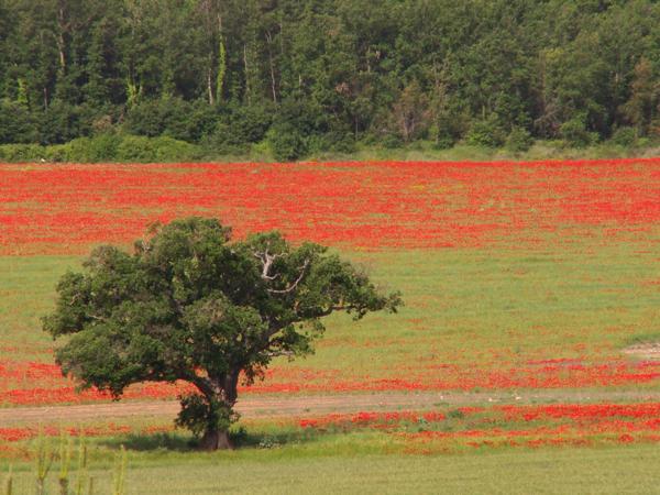 HOTEL RESTAURANT à VENDRE à MOUSTIERS SAINTE MARIE (04) HAUTE-PROVENCE - PARC DU VERDON