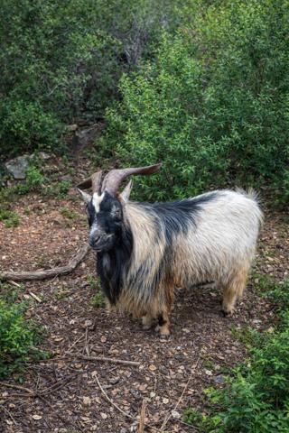 Hyères (83400) HYERES - MAGNIFIQUE MAISON EN POSITION DOMINANTE - VUE PANORAMIQUE - PISCINE AVEC CASCADE