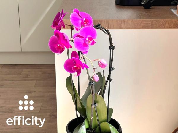 Appartement 3 pièces - 77 m² Exclusivité efficity