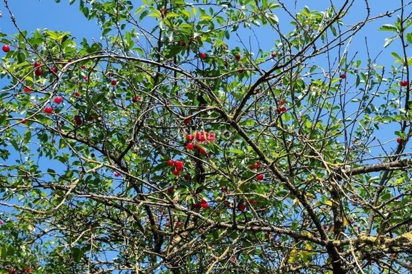 Agréable terrain de loisir 2550 m²