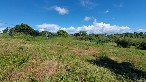 Terrain constructible de 517 m² à Petit-Bourg, idéal projet