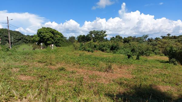 Terrain constructible de 517 m² à Petit-Bourg, idéal projet