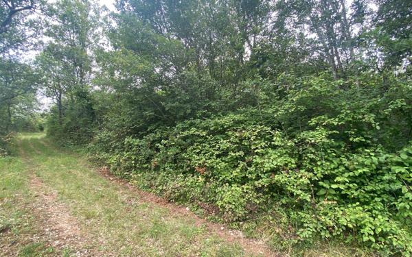 Terrain à vendre    La Dornac