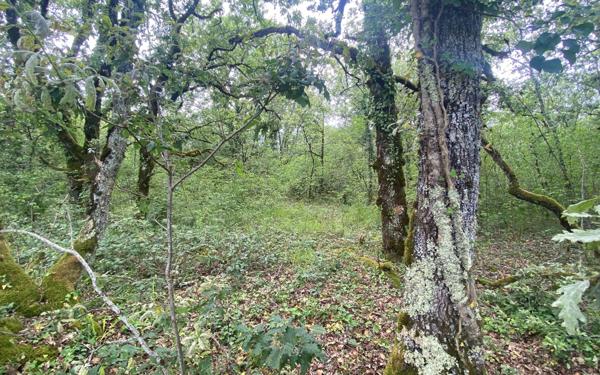 Terrain à vendre    La Dornac