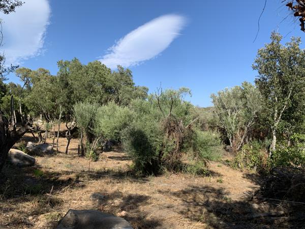 Sotta (20146) Villa de charme à Sotta en VEFA