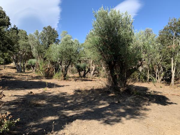 Sotta (20146) Villa de charme à Sotta en VEFA