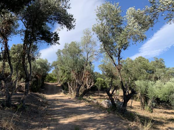 Sotta (20146) Villa de charme à Sotta en VEFA