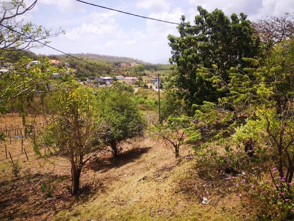 Propriété agricole à vendre à Rivière-Salée en Martinique (97215), ref :
