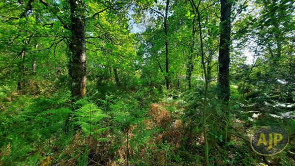 Vente terrain Le Teich : 559 000 € - AJP Immobilier Arcachon