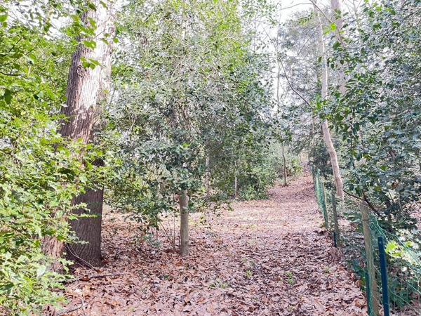 Maison confidentielle en forêt privée – Une signature rare entre nature souveraine et élégance absolue