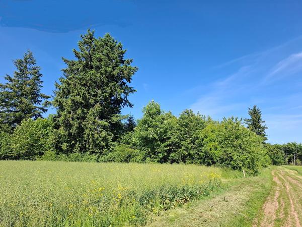 JEUNE PLANTATION DE 8 HECTARES Badonvilliers-gérauvilliers